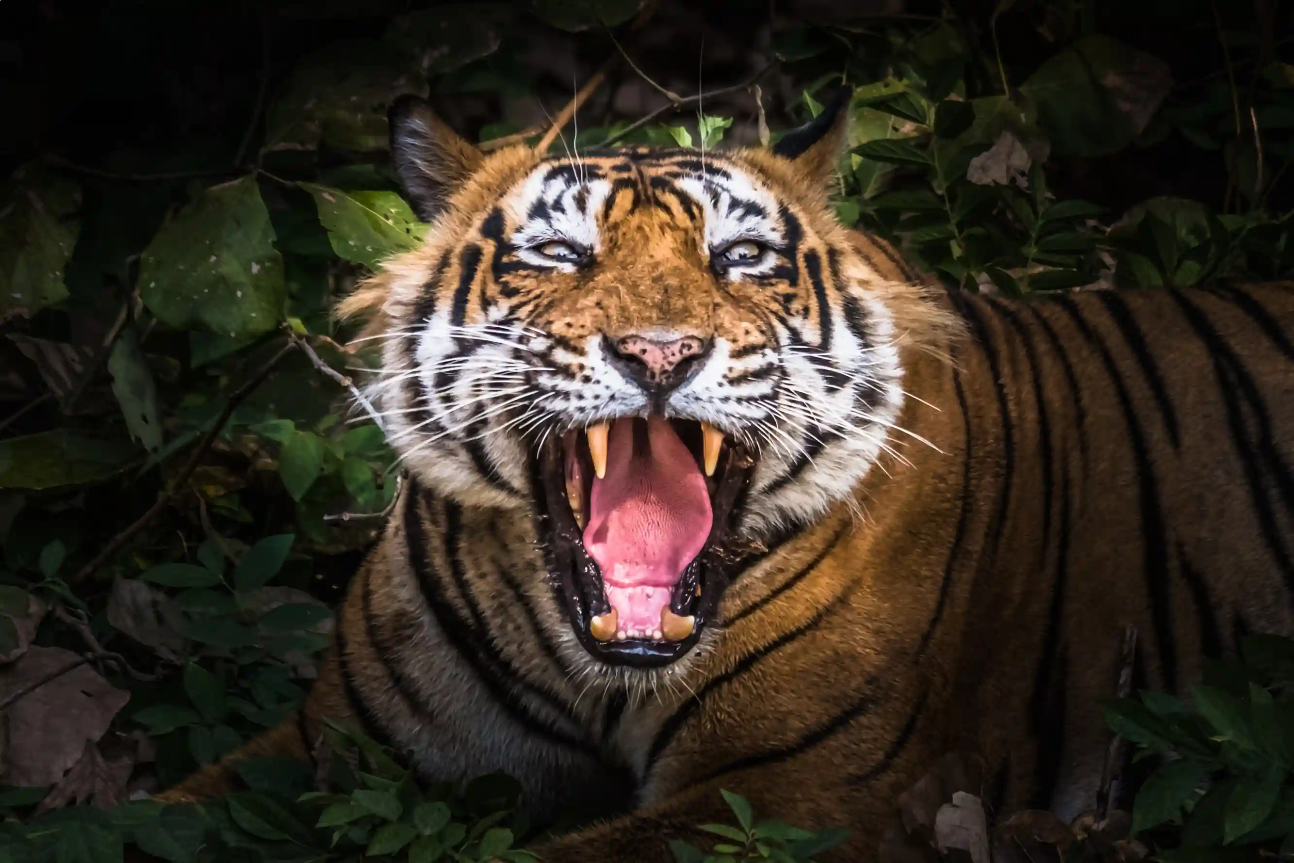 Golden triangle tour 5 days with Ranthambore