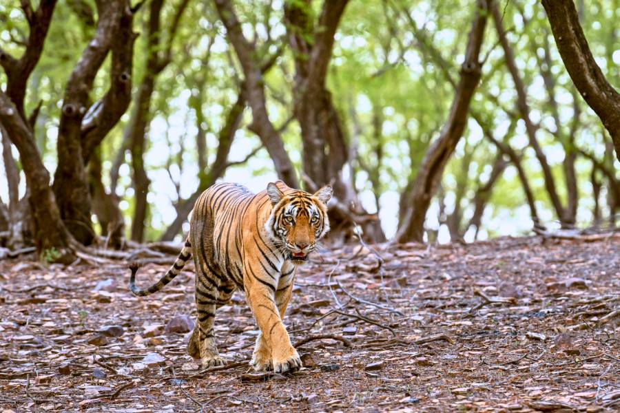 Golden triangle tour 5 days with Ranthambore